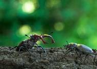 Vojtěch Gregor: Námluvy. Nominace v kategorii Junior - studenti středních škol.