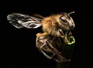 Michal Bogár: Včelka. Nominace v kategorii Junior - starší žáci.