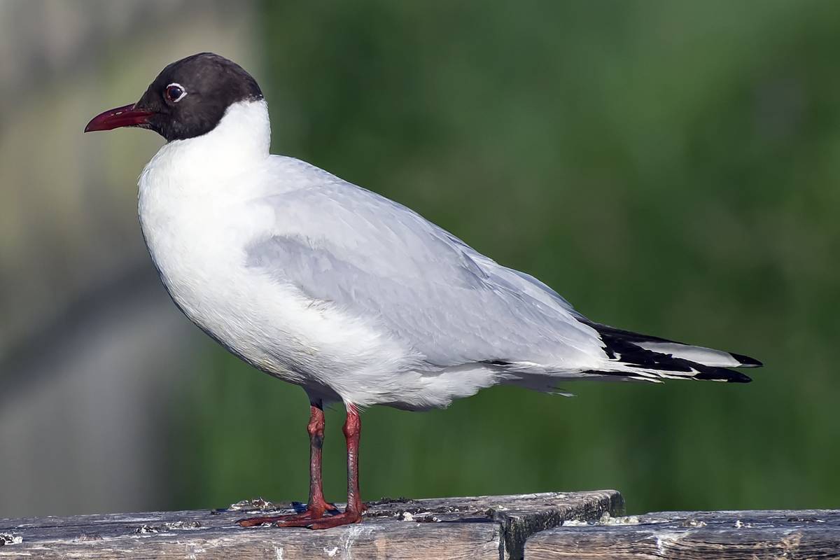 Na Litoměřicku, konkrétně v areálu společnosti Mondi ve Štětí, se objevila ptačí chřipka (aviární influenza). Potvrzena byla u uhynulých racků chechtavých.
Číst dál...