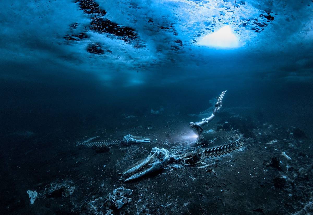 Absolutní vítěz soutěže Underwater Photographer of the Year a vítěz v kategorii Širokoúhlé snímky: Alex Dawson (Švédsko) - Kostra plejtváka. Když lovci ve východním Grónsku uloví plejtváka, vytáhnou jeho tělo na břeh a dělí se o kůži, maso a tuk. Pak kostru odtáhnout zpět do moře. Lze je pak najít v mělkých vodách u pobřeží. (Fotoaparát Nikon Z7 II, objektiv Nikon 8-15 mm, ISO 500, clona f/4,5 čas 1/60 s, přirozené světlo, podvodní pouzdro Nauticam Z7 II).