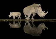 A další rodič s potomkem. 51letý fotograf divoké přírody Adam Tomlinson zachytil unikátní scénu, kdy samice bílého nosorožce stála u jezera se svým mládětem a oba se odráželi na vodní hladině. Pořízení snímků v rezervaci Zimanga Private Game Reserve v Jižní Africe trvalo víc než 15 hodin. Bílí nosorožci jsou druhým největším suchozemským savcem, dnes jsou v kategorii 'téměř ohrožení' a existuje okolo 18 tisíc zvířat v chráněných oblastech a soukromých rezervacích.