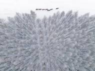 Bin Zhang (Čína): Jedlový les. V čínském Vnitřním Mongolsku se v nadmořské výšce 1800 metrů rozkládá jedlový les, který tvoří zázemí pro kočovné mongolské pastevce, již se volně pohybují po této oblasti. Na snímku se po okraji lesa pohybuje stádo koní. Čestné uznání v kategorii Cesty a dobrodružství.