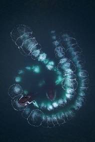 Scott Portelli (Austrálie): Bublinkové sítě. V antarktických oblastech se keporkaci celé měsíce živí krilem bohatým na tuky a vytvářejí si zásoby na náročnou cestu do tropických oblastí, kde se rozmnožují. Pomocí pozoruhodné techniky známé jako "lov do bublinových sítí" dovedně a přesně lapají svou kořist. Druhé místo v kategorii Živočichové ve svém životním prostředí.