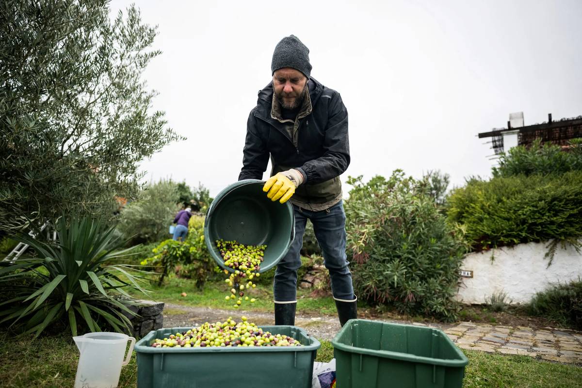 Vinař Csaba Torok, který pěstuje olivy na teplých jižních svazích Maďarska nedaleko Balatonu, věří, že jeho stromy z jižní Evropy našly s oteplováním evropského klimatu nový úspěšný domov