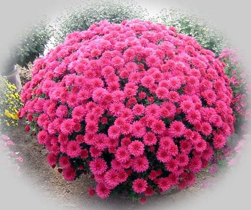 Odborné učiliště Křenovice bude prodávat bílé, červené, žluté a skořicové chryzantémy za 120 – 160 Kč/ks. Prodej se uskuteční v pondělí 21. října od 11,15 u obecní hospody.