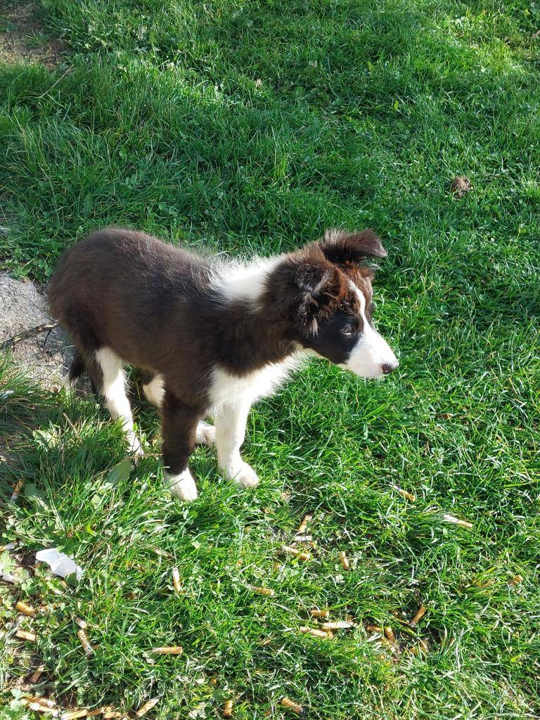 v Lačnově bylo o víkendu nalezeno štěně Border kolie černobílé barvy. Bližší informace získáte na obecním úřadě v Lačnově tel.: 571 447 481.