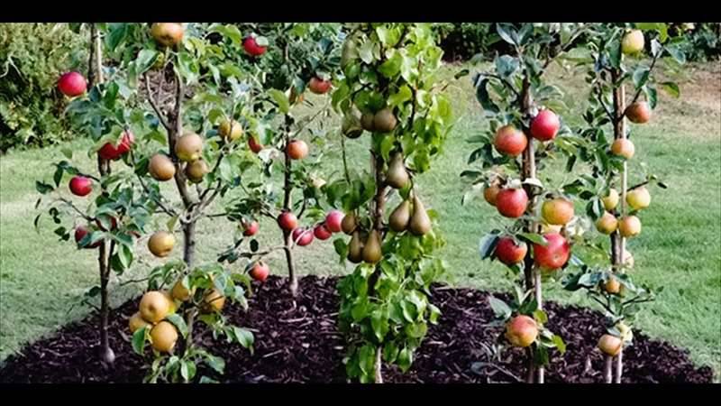 Ovo Sadba Mikulčice zahájila prodej ovocných stromků a keřů. Dále nabízí brambory dle aktuální nabídky k uskladnění a jablka ( Redprince, Gala, Jonagold, Golden.)  Dále nabízí ozimou cibulku, hnojiva, postřiky, semena a jiné zahrádkářské potřeby.  