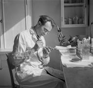 Dodavatelské řetězce ale narušila proticovidová opatření zejména v Číně. Základní výroba chemikálií, které se pro produkci léků také často používají, je také velkým znečišťovatelem životního prostředí a u všech by kvůli ekologickým předpisům nebyla v současné podobě v Evropě ani možná. To se se nicméně netýká penicilinu, ten se stále vyrábí na Slovensku, odkud pochází základní suroviny používané v ČR k výrobě tablet penicilinu firmou BB Pharma, jíž ostatně patří slovenská továrna.