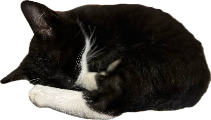 Hledáme 5-měsíční kotě (kocourek), celý černý s bílýma packama a bílým flekem pod krkem. Za jakékoliv informace budeme vděční. Tel. 731118697