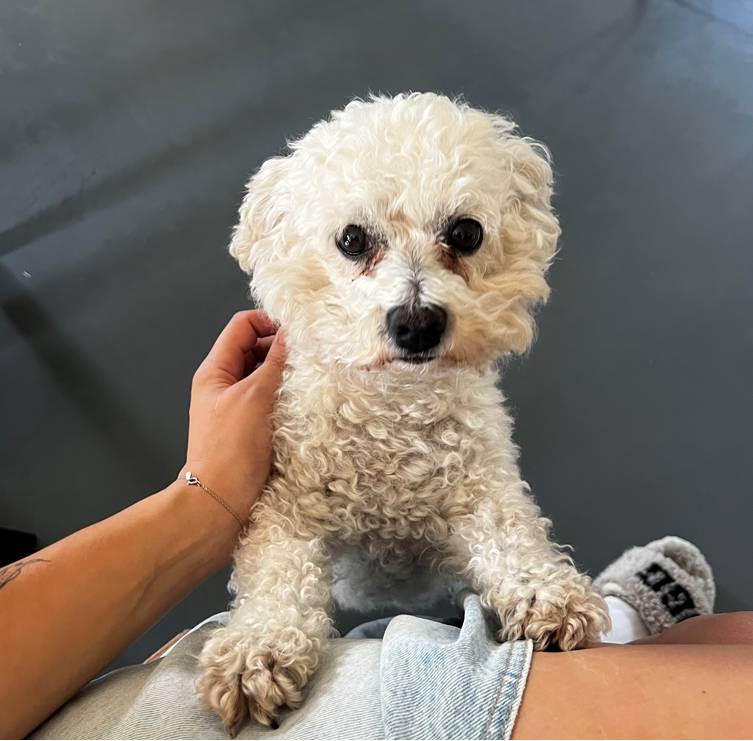 V úterý 22.10. se v Poříčanech ztratil bišonek. Slyší na jméno Albert, je mu 8 let. Je velmi přátelský, hodný a zdravý. Majitelka děkuje za pomoc a za každou zprávu.  Karolina Urbanová 608510403  