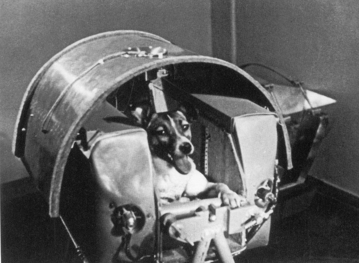 Spolu s Lajkou se k historickému letu připravovaly ještě dvě další fenky - Albina a Mucha. Historky o tom, proč byla vybrána právě Lajka, se různí: podle některých na ni padl los proto, že byla hezká.