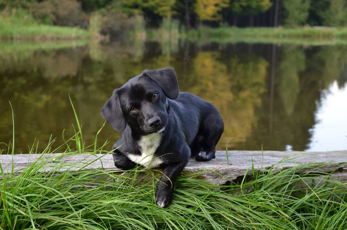 v pondělí odpoledne se zaběhl pes v osadě Požáry. V případě jeho nálezu se prosím ozvěte na tel. 773 640 672. Děkujeme.