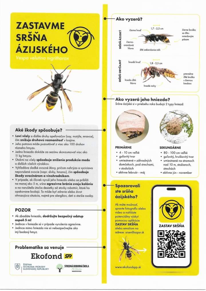 Informácia pre verejnosť: Riziko šírenia nepôvodného druhu - sršeň ázijský   Tájékoztatás a nyilvánosság számára: nem őshonos fajok terjedésének veszélye - ázsiai lódarázs