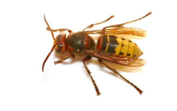 Oznam - Értesítés