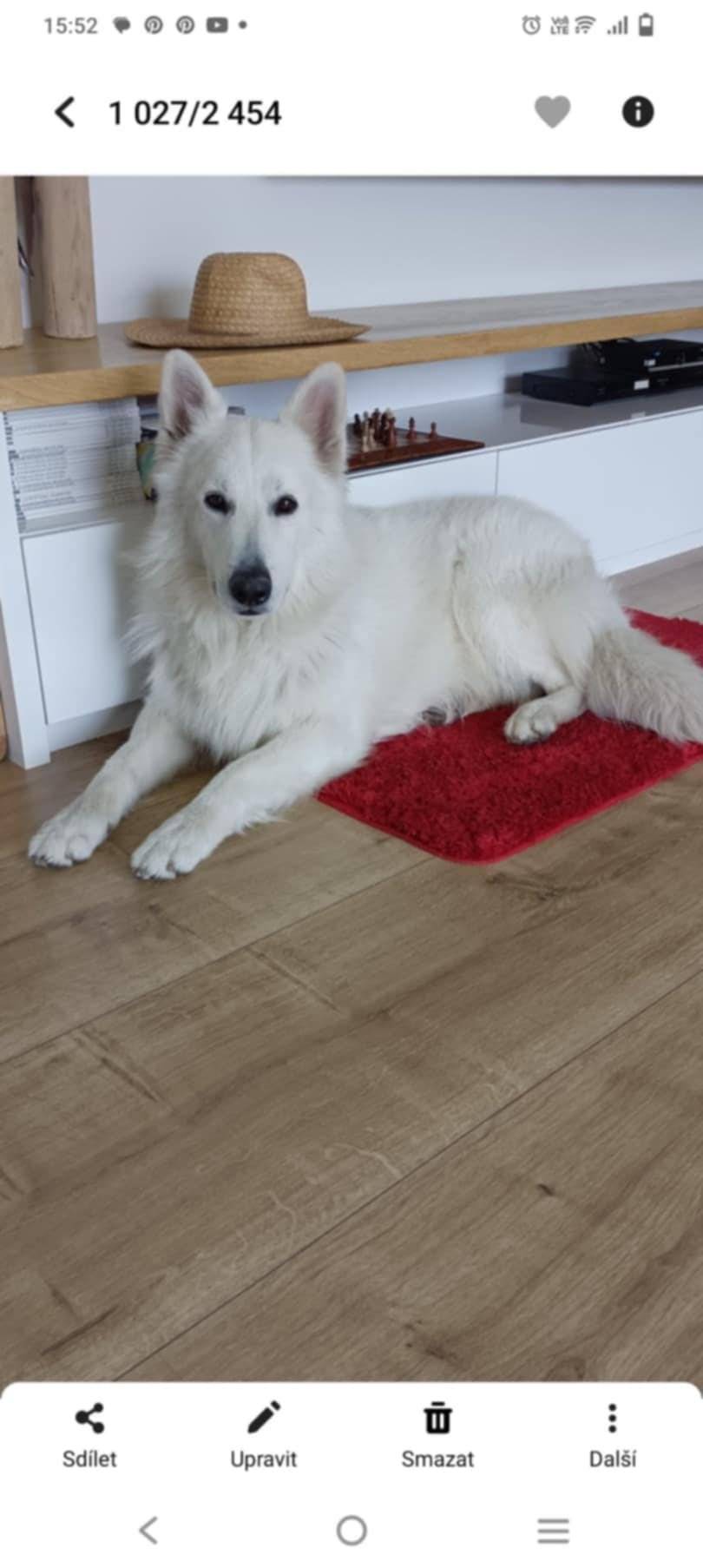 Hledá se Bílý švýcarský ovčák, slyší na jméno Aron. Pokud jej někde zahlédnete, volejte číslo 736108160