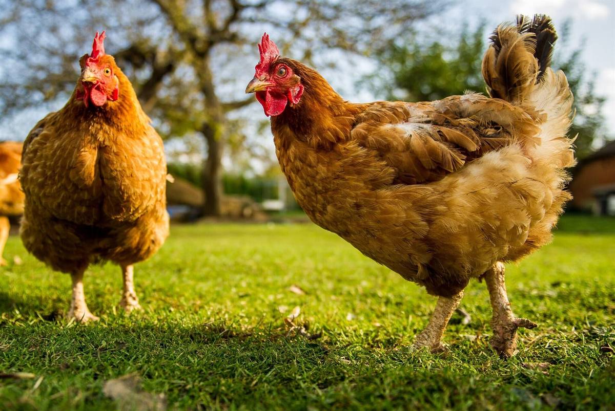 Drůbežárna Prace bude ve čtvrtek 14. listopadu v 11:40 hod. v Dolanech a v 11:50 hod. ve Vésce prodávat mladé kuřice, krmivo pro drůbež a králíky, vitamínové doplňky, a dále pak vykupovat králičí kožky v ceně 10 Kč/ks.