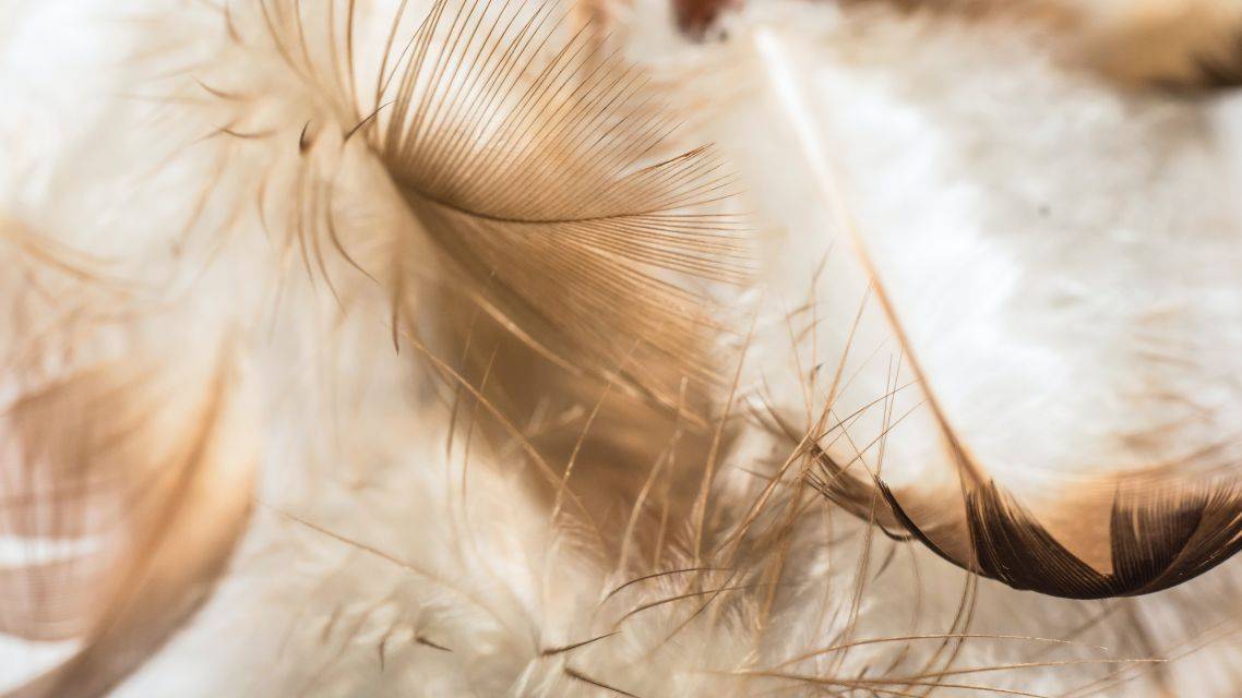 Čistiareň peria Prešov