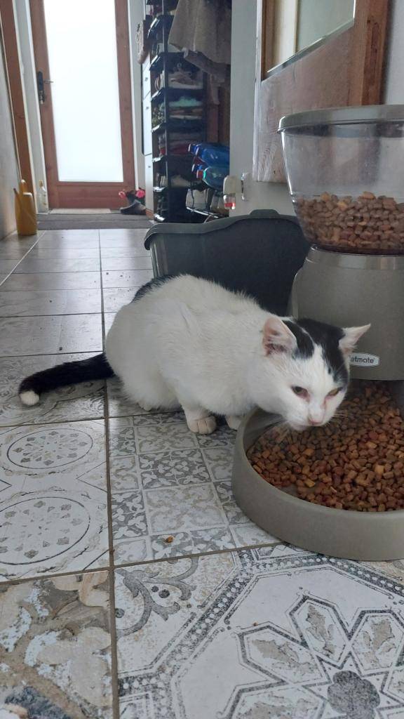 Pokud někdo hledá ztraceného kocoura z fotografie, informace podá paní Nepilá, tel. 731 240 594.