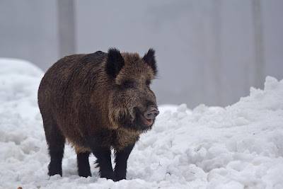Dne 26.12.2024 proběhne hon pořádaný MS Dřínová.  Místo konání označené v přiložené mapce.