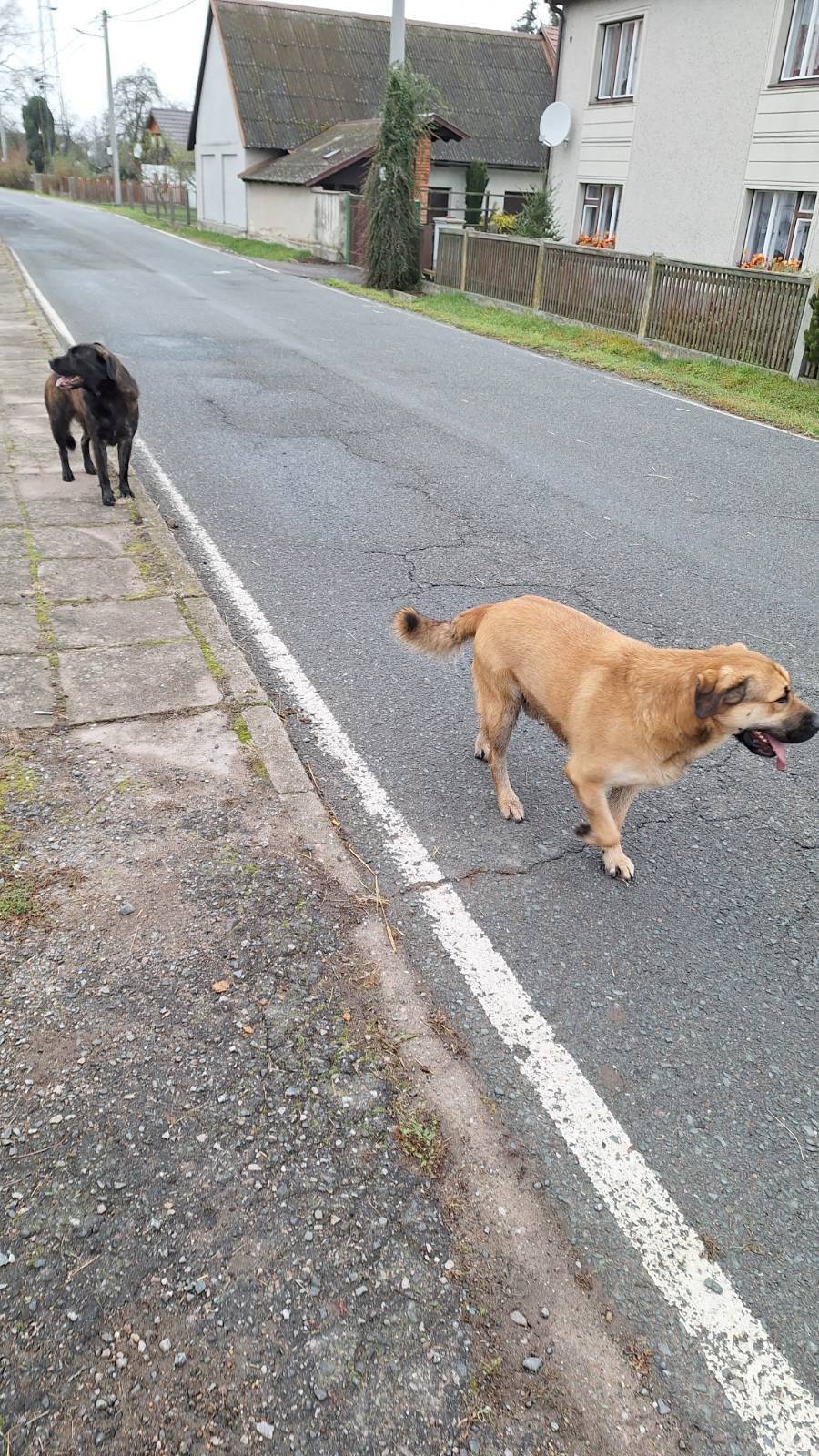 Nalezení psi, kteří byli odchyceni na Starém Plese. Byli spatřeni i v katastru obce Nový Ples. Majitel psů, nechť se obrátí na Městskou policii v Jaroměři.