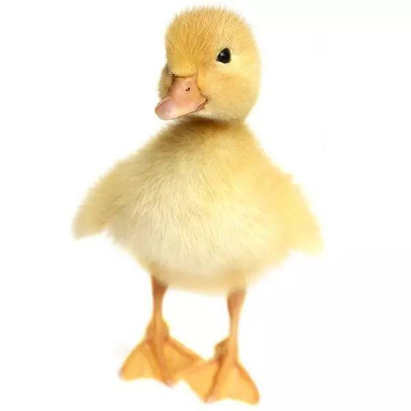 Studénka Drůbež bude v sobotu 16.11. od 13.45 - 14.00 před OÚ prodávat kuřice různých barev, brambory žluté na uskladnění za 13 Kč/kg, cibule, česnek, krouhané zelí 180 Kč/10 kg, loupané ořechy 28 Kč/10 dkg, krmné směsi a vitamíny.    Místo : Němčany  - u OÚ