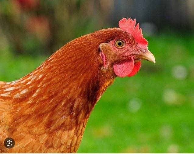 Informace pro chovatele drůbeže. Z důvodu výskytu ptačí chřipky nařídila Státní veterinární správa mimořádná opatření.   Pro chovatele drůbeže to znamená, že musí vyplnit sčítací list drůbeže, který musí být odevzdán na obecní úřad do 25.11.2024.    Sčítací list si můžete vyzvednout v obchodě, obecním úřadě nebo si ho můžete stáhnout na stránkách obce z úřední desky. Odevzdat ho můžete na obecním úřadě osobně, dále vhozením do schránky u obecního úřadu nebo ho můžete naskenovat a poslat na e-mail podatelna@novebranice.cz.   Celé znění včetně povinností obce a chovatelů najdete v Nařízení SVS na stránkách obce. V případě dotazů kontaktujte obecní úřad.   V příloze najdete nařízení i sčítací list