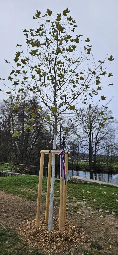 17.listopad - Den boje za svobodu a demokracii.  K 35. výročí Sametové revoluce (17.11.2024) jsme u splavu, vedle místa pokáceného topolu, vysadili nový strom. Tento platan má symbolizovat nejen odkaz svobody a demokracie, ale také kontinuitu a obnovu v přírodě i společnosti.