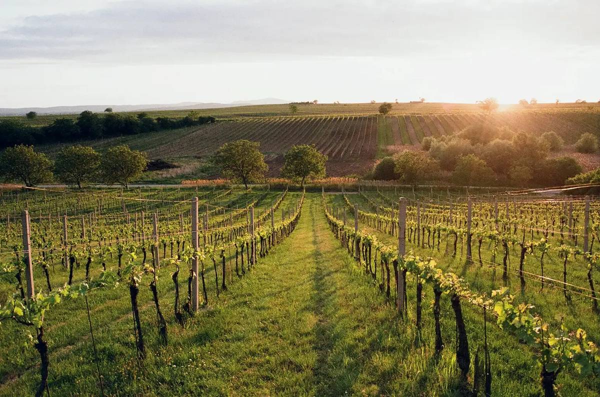 Objednejte si víno z vinařství Hrdina & dcera, které jste měli možnost ochutnat na letošní svatomartinské degustaci. Objednávky můžete provádět do neděle 24.listopadu 2024. Dodání vína do Vánoc Nabídka vín 1. Muškát Žlutý r.2023 (suché) 160,- 2. Ryzlink Vlašský r.2021  (suché) 160,- 3. Veltlínské zelené r.2023 (suché) 160,- 4. Pod Nadánky r.r.2021 (suché) 160,- 5. Ryzlink Rýnský r.2020 (suché) 200,- 6. Tramín Kořený r.2020 (suché) 160,- 7. Ryzlink Rýnský r.2019 (sladký) 300,- 8. Modrý Portugal r.2023 (suché) 160,- Jak objednat? - Vyplněním online formuláře: https://forms.gle/FqtkxshHSfgrLiv2A nejpozději do 1.12.2024 - Osobně na OÚ (středa 27.11. 18:00-20:00) - Osobně při rozsvícení vánočního stromu 1.12. Jak zaplatit? Platbu můžete provést bezhotovostně převodem na účet 1329099012/3030 do poznámky uveďte své jméno a příjmení, nebo zaplacením na OÚ. (středa 18:00 20:00).