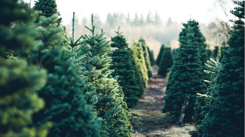 Obecní úřad nabízí k prodeji několik vánočních stromků z obecního lesa - smrčky a borovičky. Cena 200 Kč/ks. K odběru tuto sobotu 9-10hod, nebo v úřední hodiny.