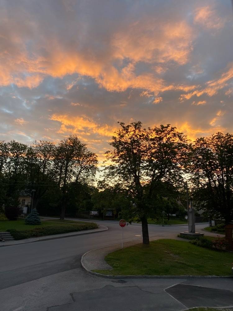 Dobrý den,   děkuji za podnět a zájem "O obec krásnější" Javory jsou v tuto chvíli prořezané a zmlazené.    S pozdravem  Leoš Netolický  starosta obce