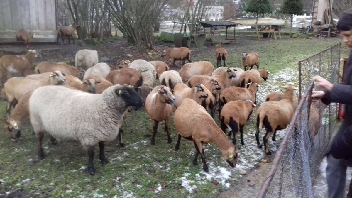 Návštěva ze Hlinců zavítala do Lejskova - Kožíškova mlýna jako každoročně a nejen za Matějkovic ovečkami...