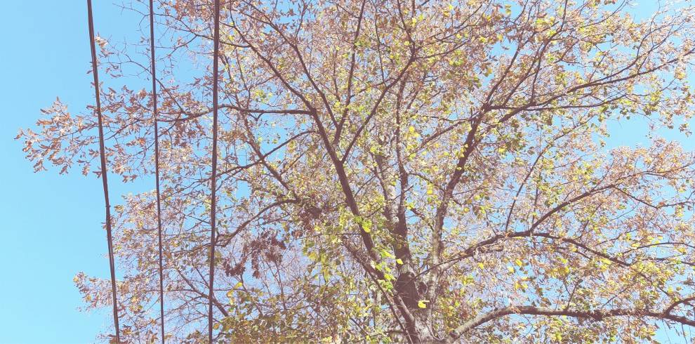 Vlastníci, nájomcovia a správcovia nehnuteľností na Železničnej ulici pozor, je potrebné vykonať orez stromov a porastov, ktoré ohrozujú prevádzku elektrických vedení.