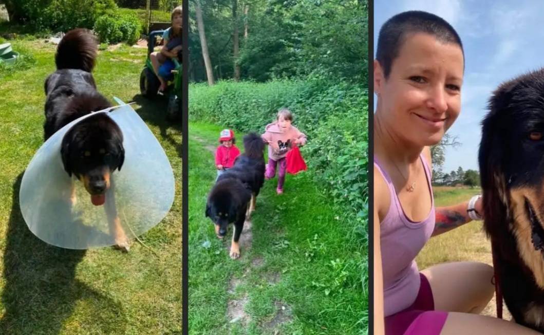 Prosíme o pomoc, ztratila se fena tibetské dogy. Slyší na jméno Maja. Jsou ji tři roky. Je přátelská a přítulná. Děkujeme, prosíme kontaktovat na čísle 777 682 382 Sobotkovi