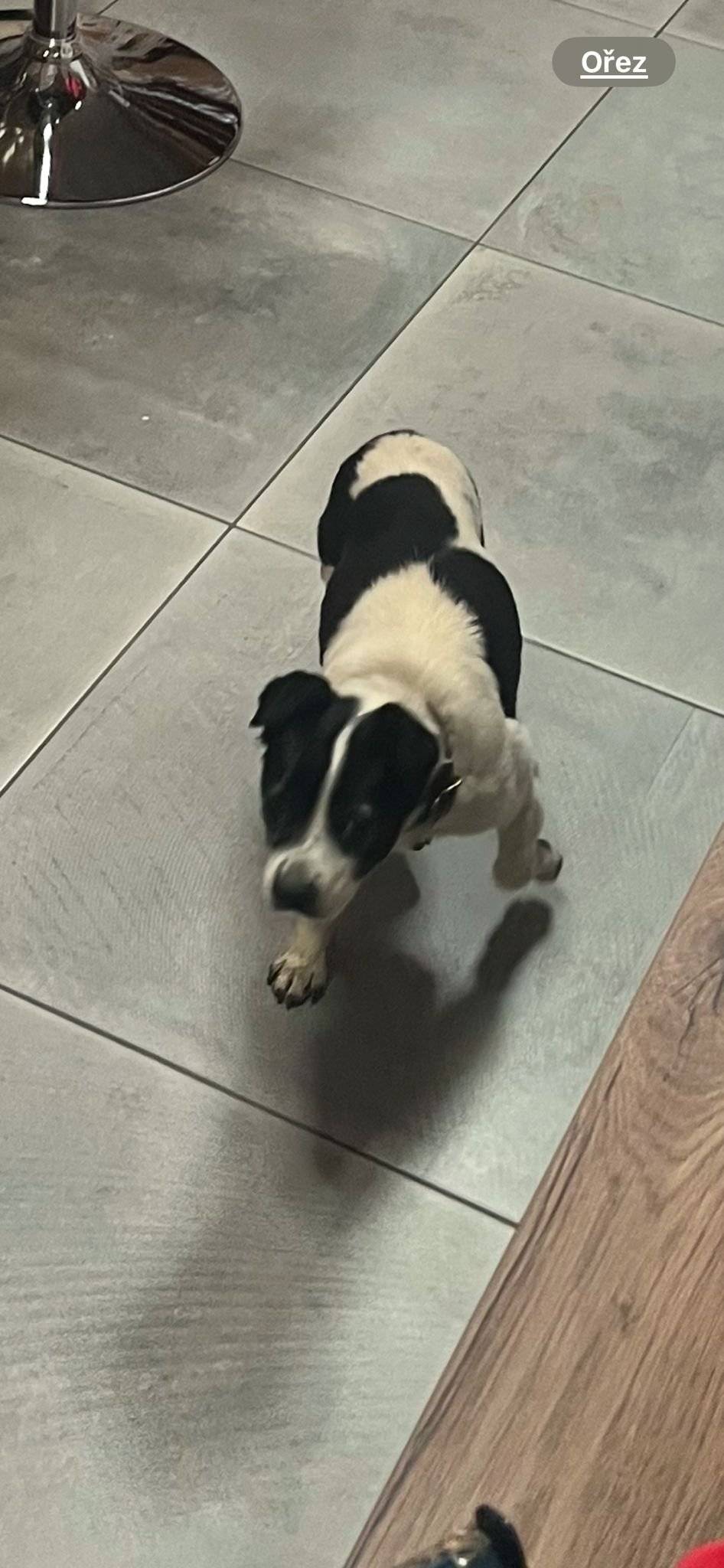 Dobrý den všem, od rána se nám tu potuluje tento starší, zmatený pejsek. Aktuálně je u nálezců v domě čp. 1. Kdyby někdo věděl kam patří volejte p. starostu 724 175 218.       Děkujeme.