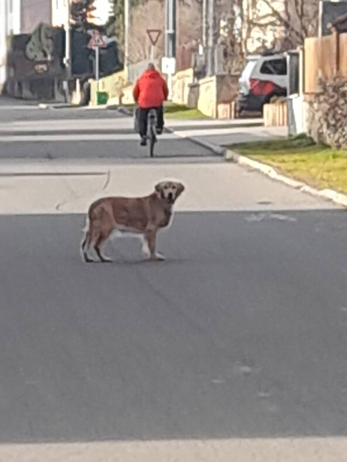Na Malé Straně v Brumovicích se volně pohybuje pes-vi.přiložené foto. Žádáme majitele, ať si ihned psa zajistí. Děkujeme