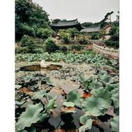 Korejské buddhistické chrámy jsou známé svojí krásnou architekturou, klidnou atmosférou a zasazením do přírody, zejména v horách.