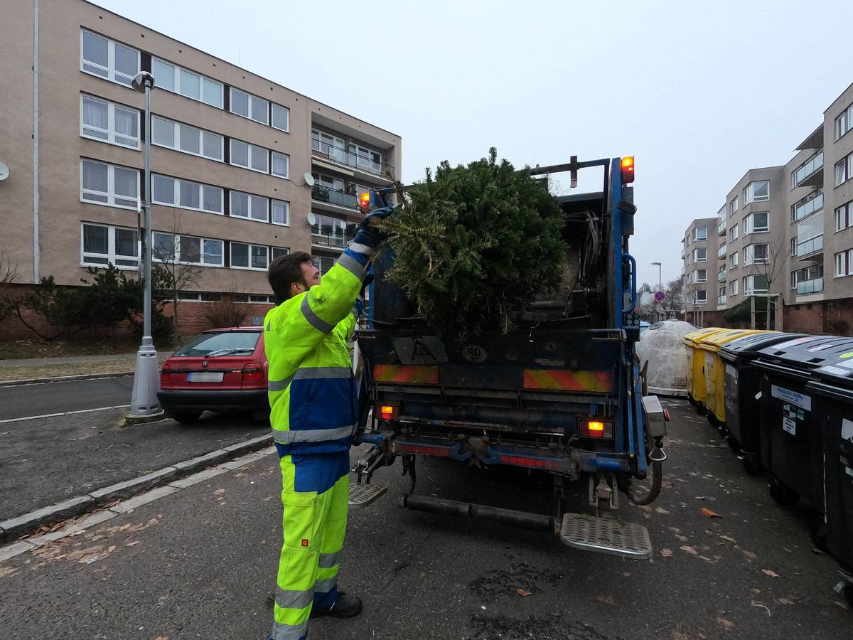 📍 Hradecké služby začnou s pravidelnými svozy vánočních stromů už od pondělí 6. ledna. Hradečané, kteří budou po svátcích odstrojovat vánoční stromky, je mohou nosit ke kontejnerovým stáním na veřejná stanoviště. Pravidelné svozy potrvají až do konce ledna. 📍 Obyvatelé rodinných domů mohou stromky umístit i ke svým hnědým popelnicím určeným na bioodpad. Jejich svozy jsou v zimních měsících prováděny jednou měsíčně a v lednu proběhnou v týdnu od 13. do 17. ledna. 📍 Pozor, stromky vždy odevzdávejte čisté a holé, tedy bez ozdob, obalů a jiných nečistot, jelikož se vozí do městské kompostárny k dalšímu zpracování a kompostování. 👉 Více informací naleznete ZDE.