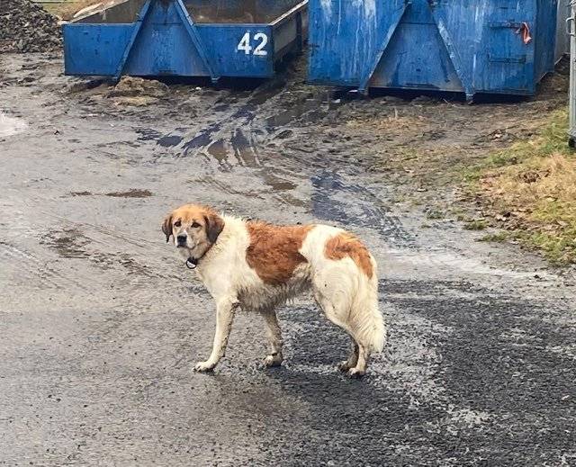 Od pondělí 30. 12. se pohybuje tento pejsek kolem nádraží v Horní Polici. Pokud máte možnost, prosím, sdílejte. Děkuji MK