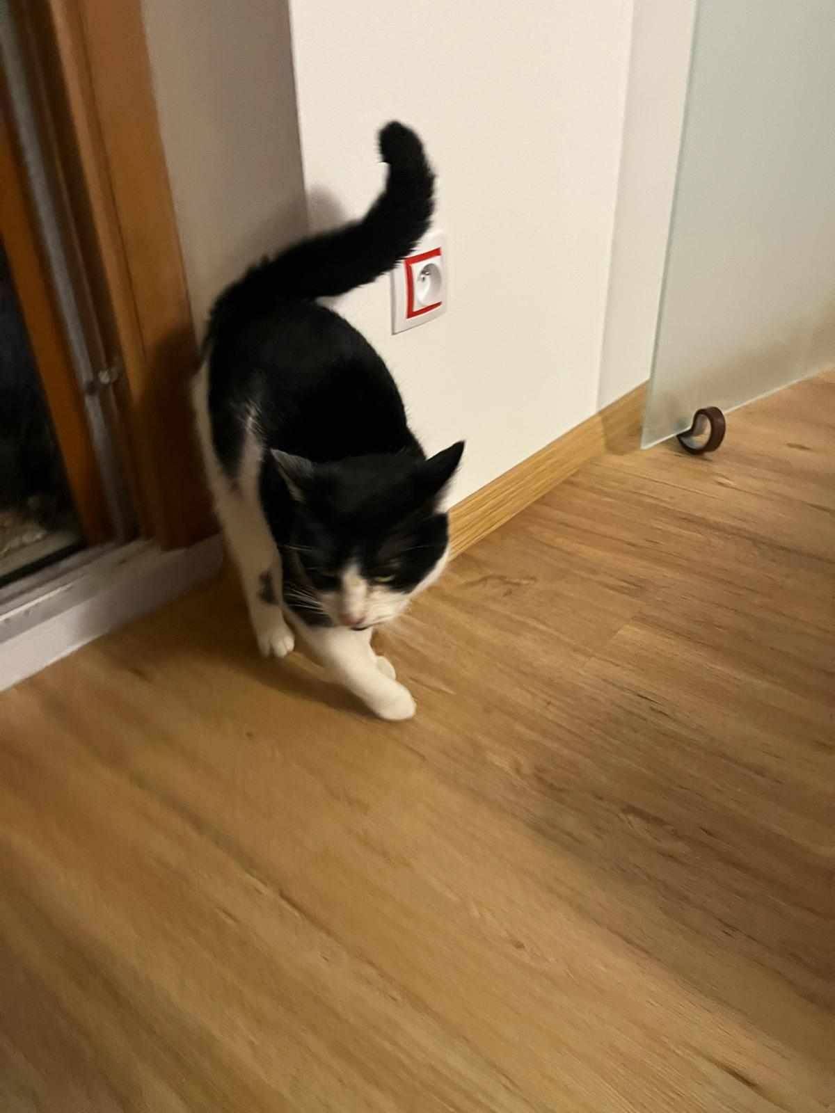 od cca 23.12.2024 se na "samotách" pohybuje bílo-černá kočka s černým obojkem. Nechybí doma někomu? Více info u paní Kubalové nebo na OÚ