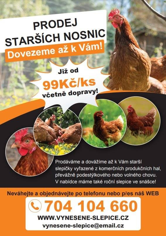 Prodej slepiček s dovozem, již od 99,- za kus,  na tel. čísle 704104660