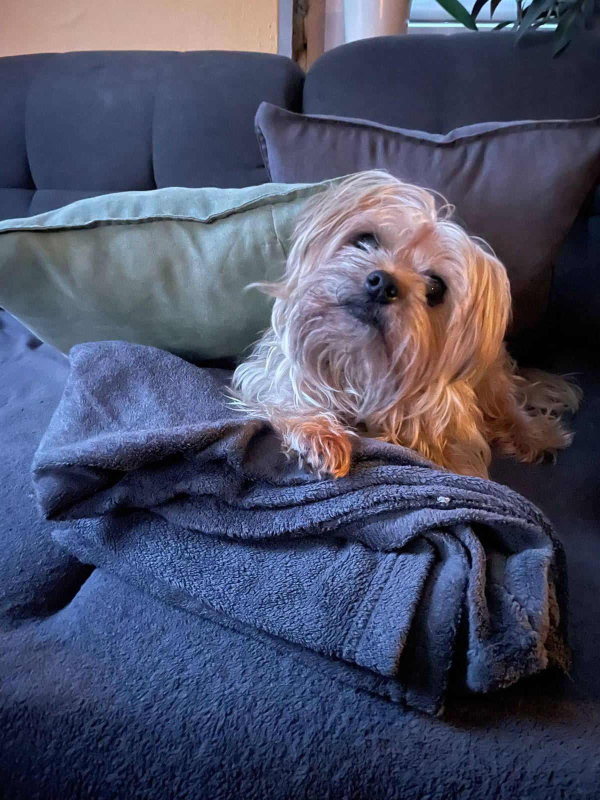 Ztratil se starší pejsek Jorkšírský teriér, slyší na jméno Benzín. Pokud ho najdete, volejte prosím majitele 777 002 678 nebo na obecní úřad. Naposledy byl viděn v centru obce, kolem 11:00. Děkujeme za pomoc!