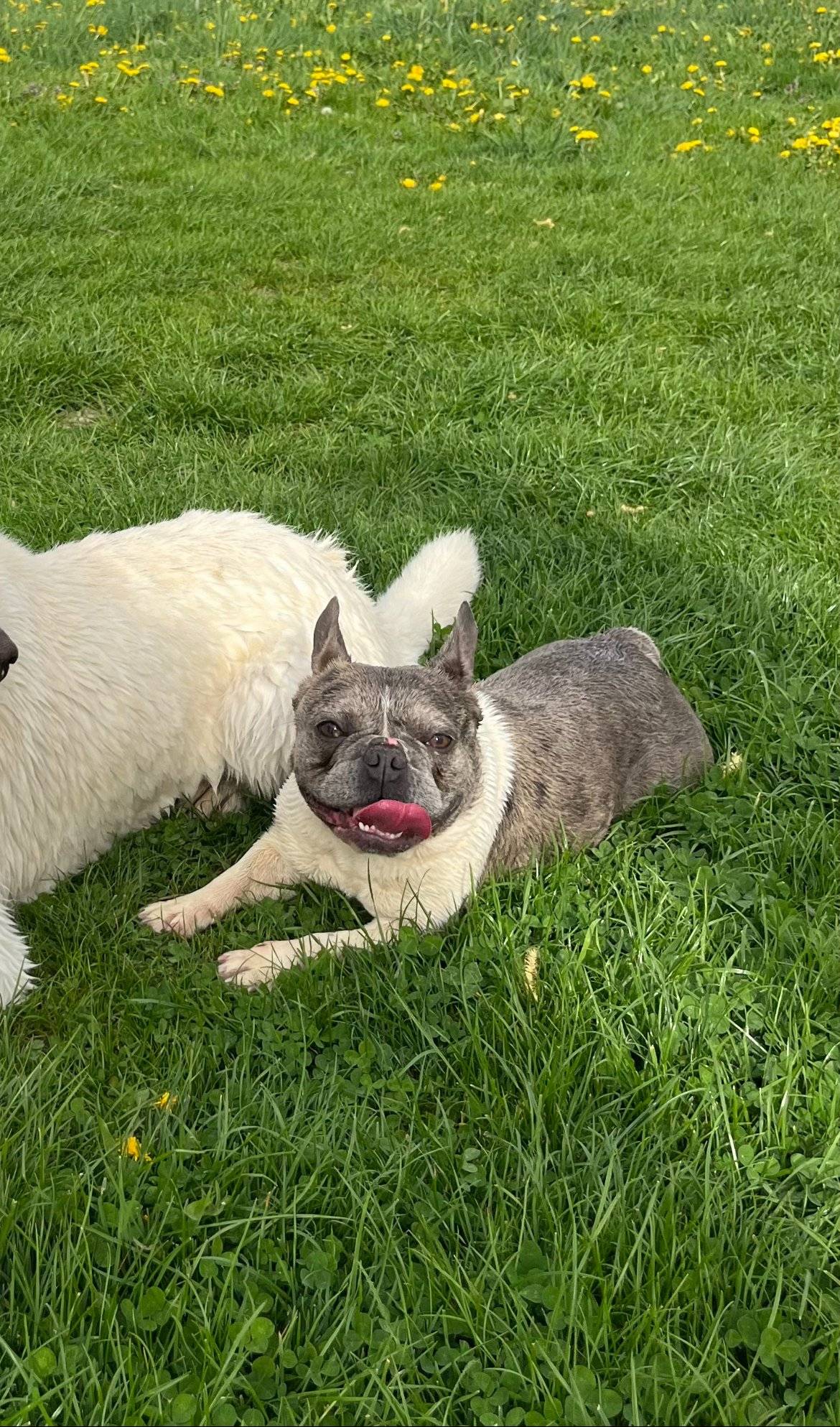 Dne 17.1 v odpoledních hodinách nám pravděpodobně ze zahrady utekla F.Buldočka prosím vás o jakoukoliv zprávu pokud jste jí někdo viděl, nebo někde zahlédl !!! Slyší na jméno Kerra, je bez obojku. (Čipovaná, registrovaná na mé jméno!) Nikola Macichová  Kerra je výjimečného zbarvení prosím koukejte kolem sebe v případě že nám byla odcizena.  Z niceho nic se po ní slehla zem, když si náhodou udělala výlet byla vždy během hodiny zpátky doma,pohybovala se max jen u nás v ulici, velký pes který jí vždy doprovází a stojí po boku je doma.. tudíž se spíše přiklaníme k variantě odcizení ( máme k tomu své důvody)   Zvěstovice, Třemošnice,Spytice,Kněžice,Vilemov,Kamenné Mosty,Horky, Golčův Jeníkov a široké okolí!!! Prosím vás o sdílení 🙏🏻  O jakékoliv informace na 736 222 311 🙏🏻