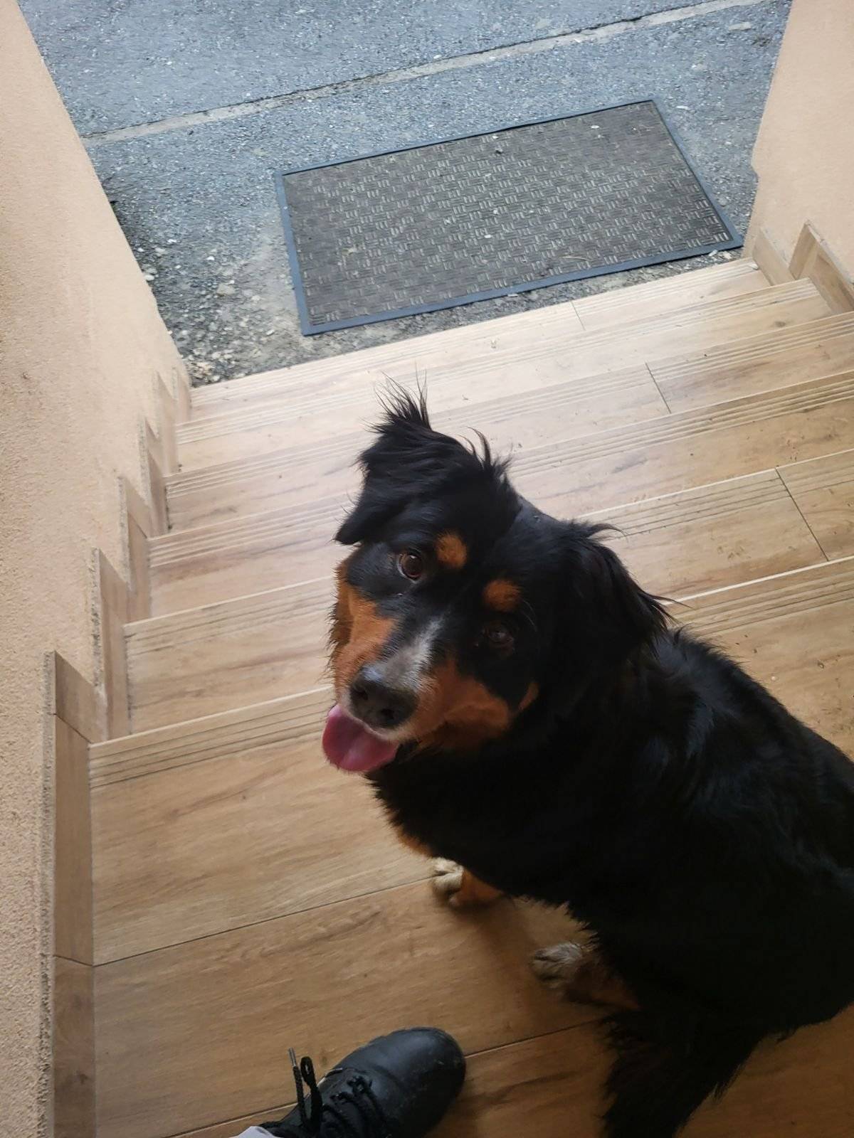 Obecný úrad Kučín oznamuje, že v obci sa 21. 01. 2025 našiel pes (pozri foto).