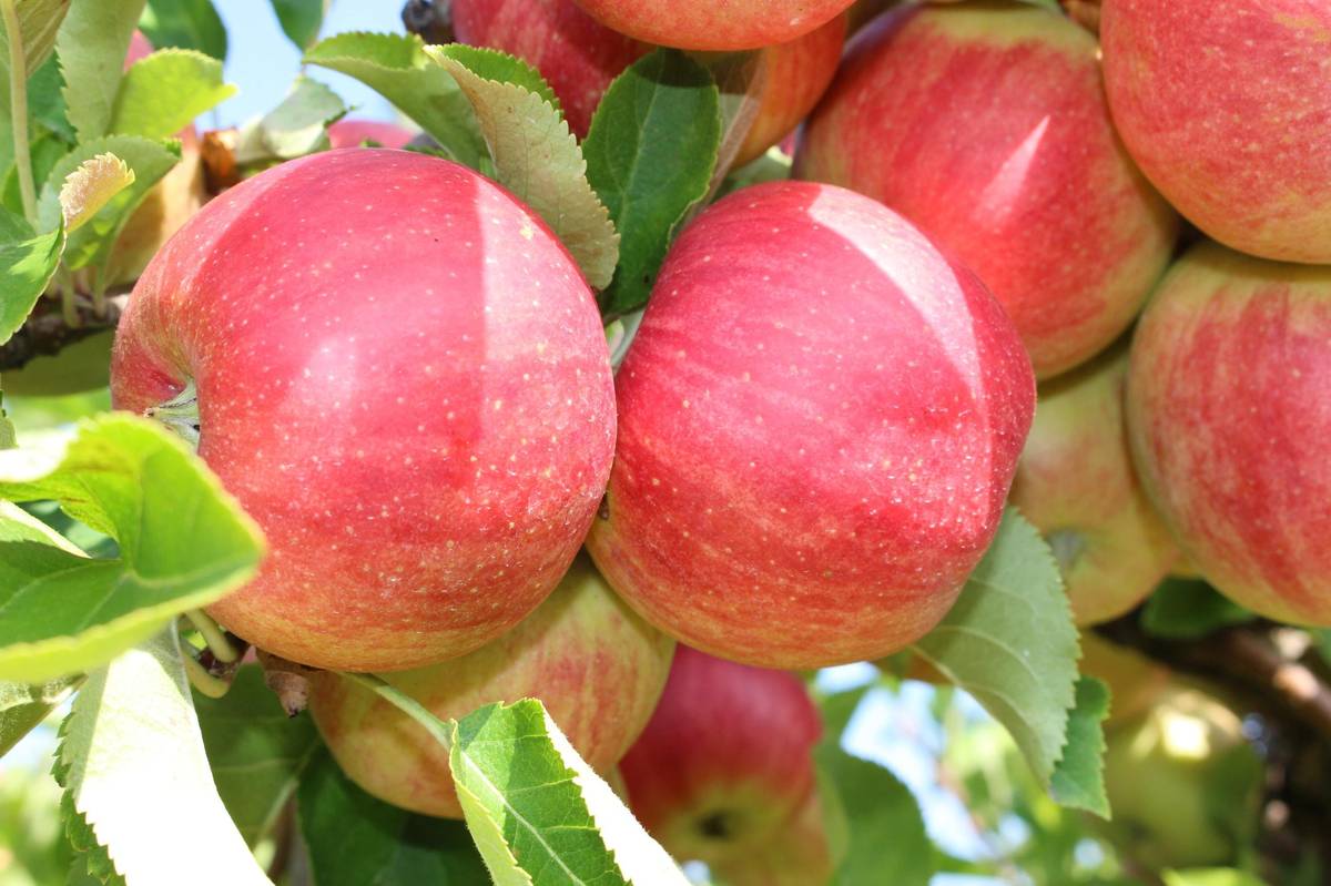 že probíhá prodej jablek a jablečných moštů. Nabízí jablka Golden, Idared, Gloster, Jonaprince. Informace na telefonu 607 007 963.