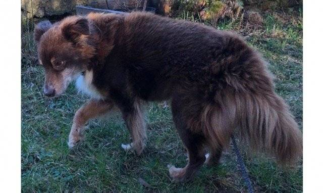 Datum ztráty18.01.2025 Místo ztrátyCholín 1, Telefon+42073265376 Míša je 12 let starý pes. Má na sobě šedý postroj s visačkou ve kterém je tel. číslo (tu ale mohl ztratit). Je čipovaný, není kastrovaný a váží cca 12 kg. Ztratil se cestou domů z procházky v sobotu večer 18.1.2025. Je to starší pejsek, moc neslyší a špatně chodí na pravou zadní nohu. Vypadá jako zrzavá liška s bílou náprsenkou a má hustou delší srst. Je mírný a ostýchavý. Budeme rádi za jakoukoliv informaci vedoucí k jeho nalezení. Míša Slaninka | Ztracená zvířata | Psí detektiv