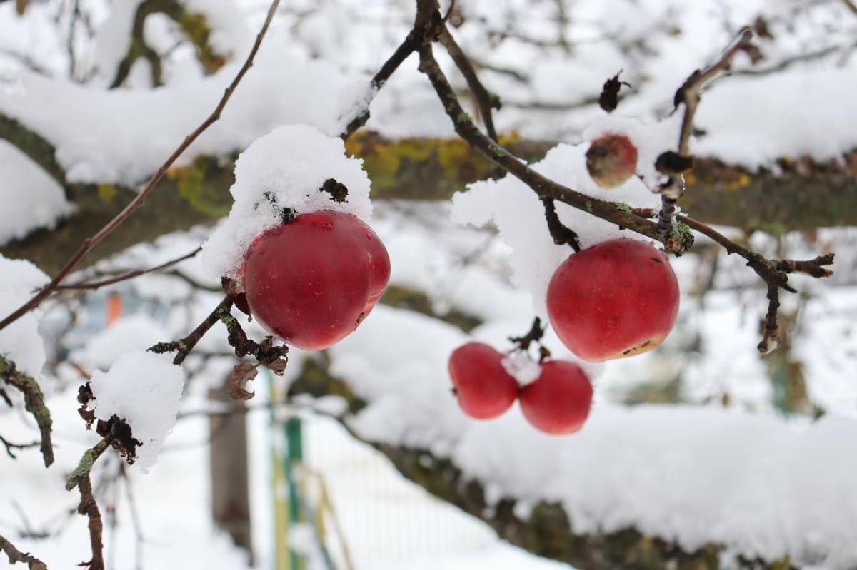Zima v našej obci 2024