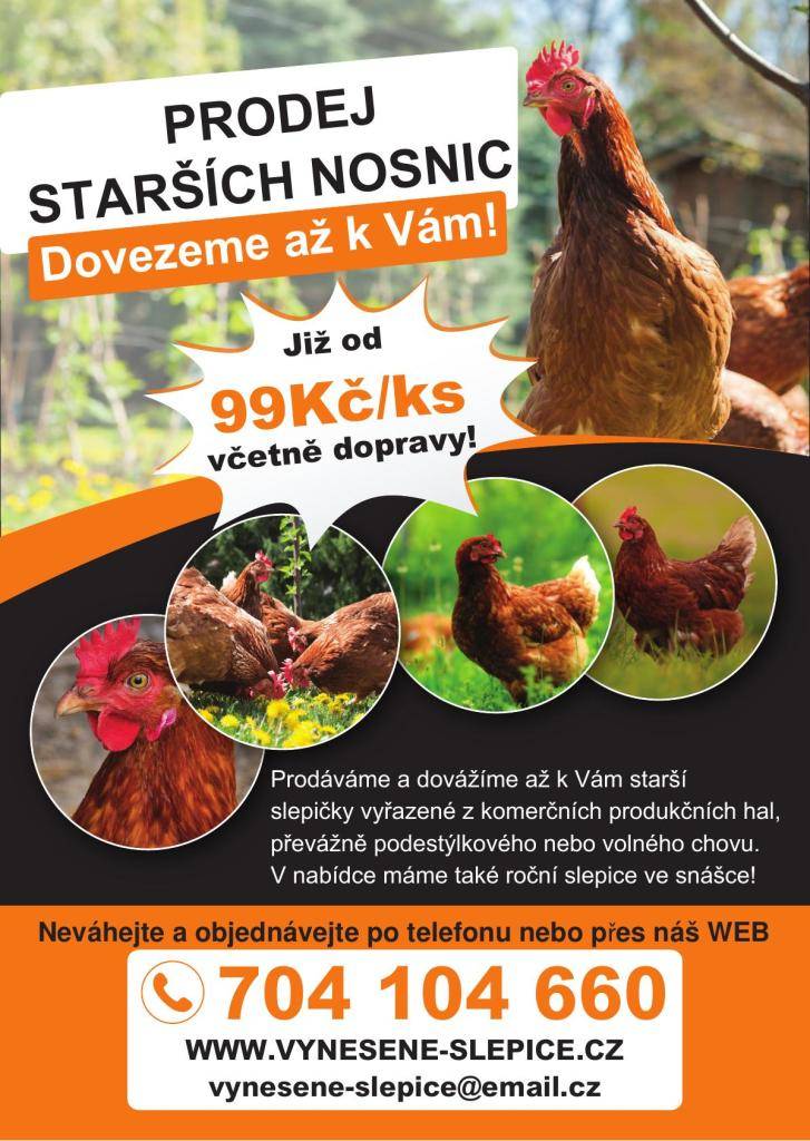 Nabídka nákupu: Starší nosnice mohou být skvělou volbou pro ty, kteří hledají levnější alternativu k mladým slepicím.
