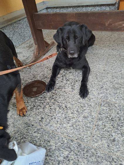 Zatoulaní psi byli nalezeni a dočasně umístěni na MěÚ v Bad Brambachu. Zde zůstanou, než budou převezeni do útulku v Plavně. Místní úřady žádají občany o pomoc při identifikaci majitelů těchto pejsků, aby se mohli co nejdříve vrátit domů.