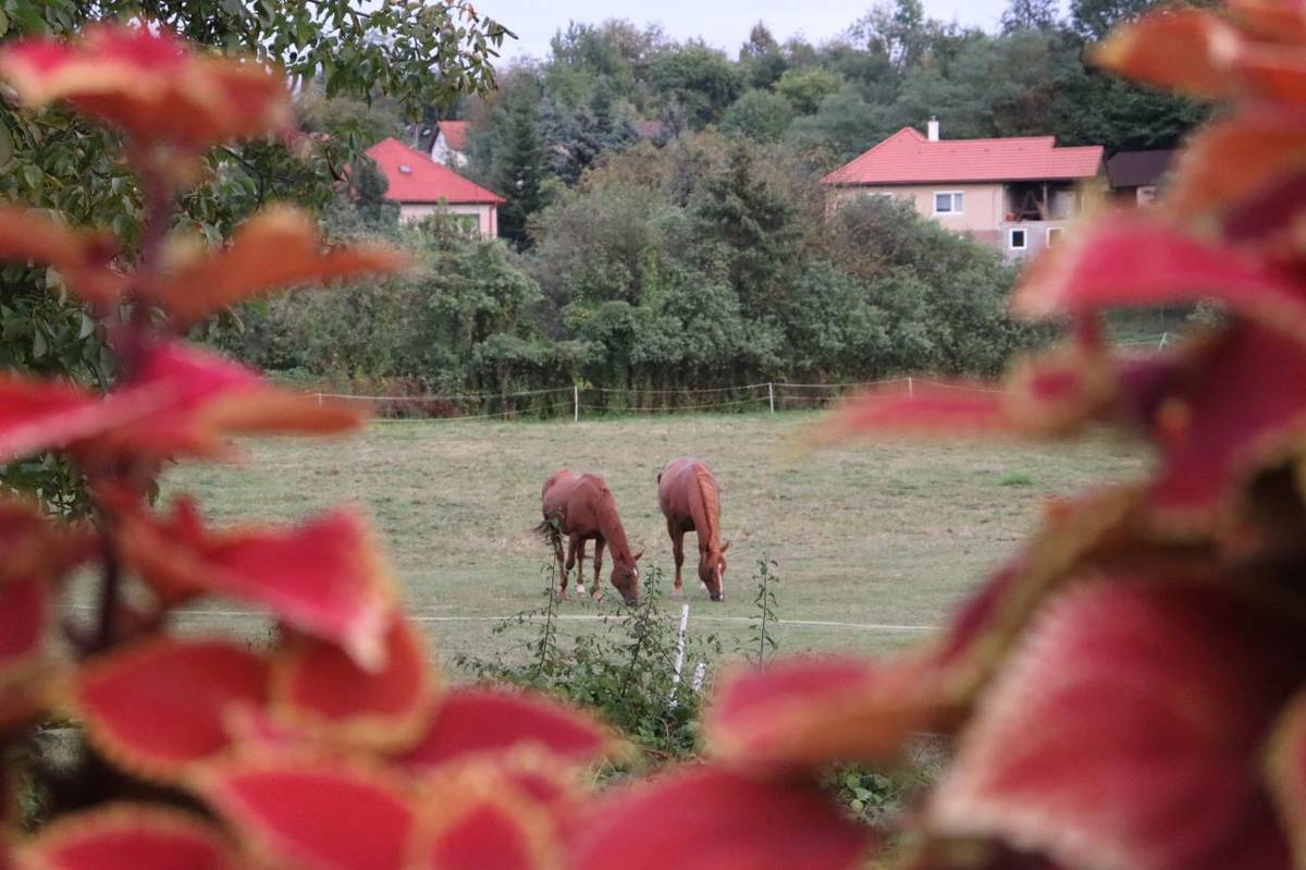Leto v našej obci 2024