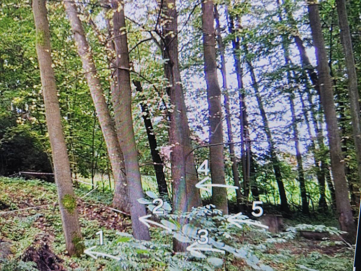 Ráda bych občanům obce nabídla formou samotěžby dřevo vzrostlých stromů, které byly po vývratu vzrostlé lípy na mém pozemku doporučeny odborníkem ke skácení. Jedná se o 4 jasany a 1 lípu (výška 25-30m) v Potočinách. Cena 800 Kč za m3.    Děkuji  Marcela Plíšková tel. 777 352 070